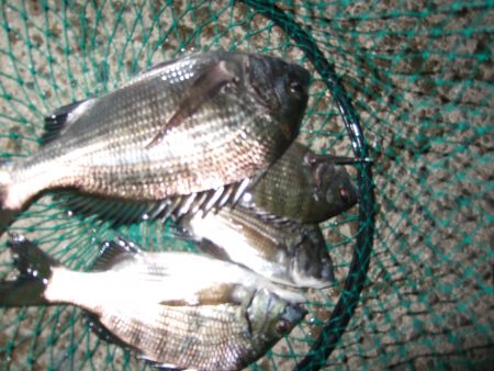 ひさしぶりの紀州釣り。