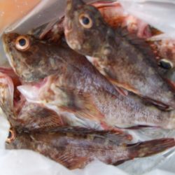 チヌ狙い、強風に苦戦。