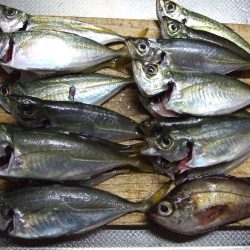 釣れ続きました。太刀魚。