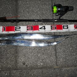 夕方~太刀魚のウキ釣り