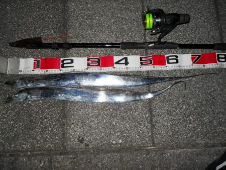 夕方~太刀魚のウキ釣り