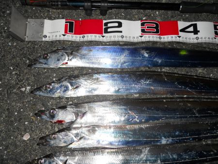 夜釣りでタチウオのウキ釣り