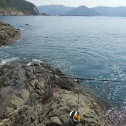 磯でアオリイカのヤエン釣り