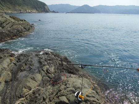 磯でアオリイカのヤエン釣り
