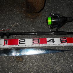 夜釣りでタチウオ釣り!?