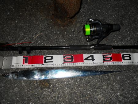 夜釣りでタチウオ釣り!?