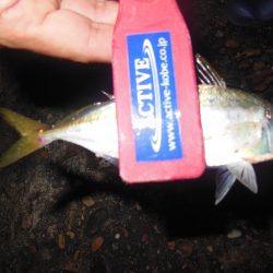 治療!?アジング