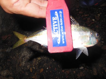 治療!?アジング