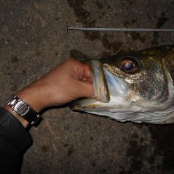 秋の大型シーバス