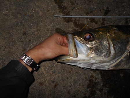 秋の大型シーバス