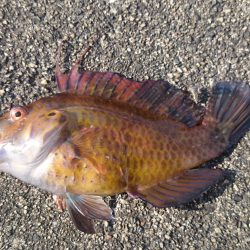 秋の遊びにライトゲーム