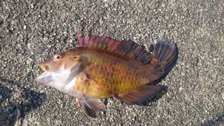 秋の遊びにライトゲーム