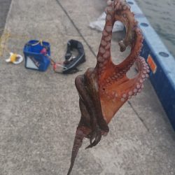 ワインドのちショアジギ=タチとタコ!?