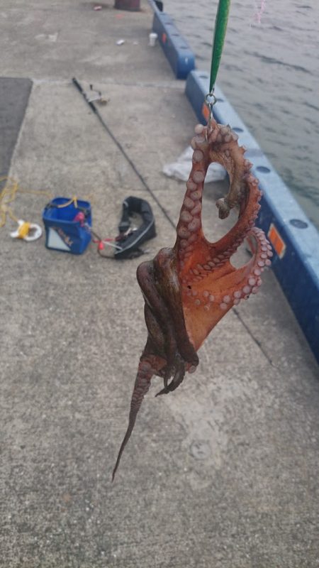 ワインドのちショアジギ=タチとタコ!?