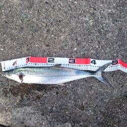 サゴシフィーバー！？