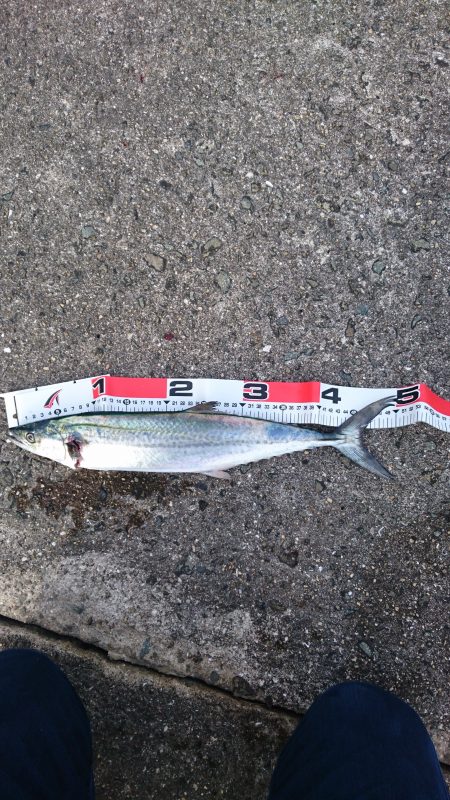 サゴシフィーバー！？