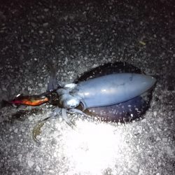 アオリイカ、コウイカ、メバル、ハギ、アコウ