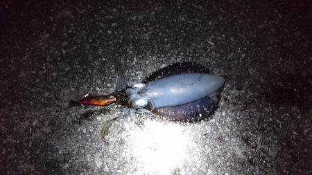 アオリイカ、コウイカ、メバル、ハギ、アコウ