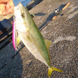 ミノーで青物！