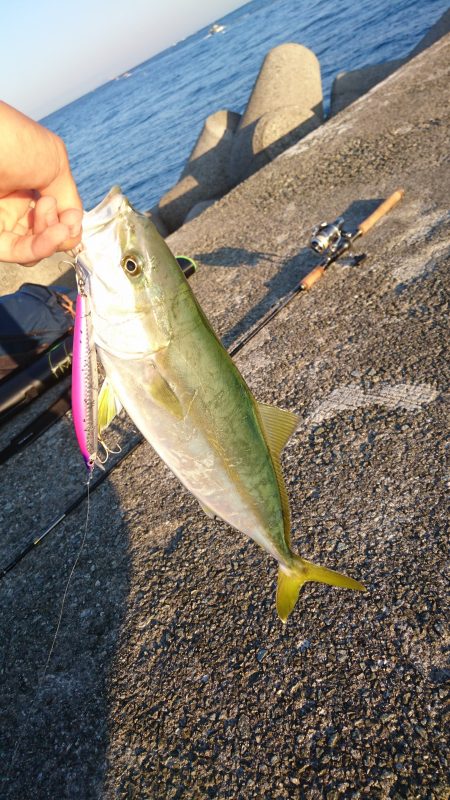 ミノーで青物！