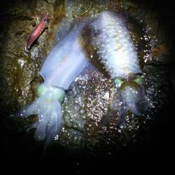 無風からの爆風