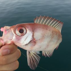 小物釣り