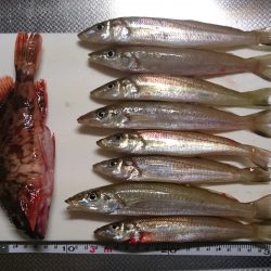 ジギング改めまして投げ釣り