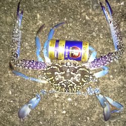 小さいアオリイカてごわい