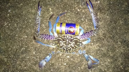 小さいアオリイカてごわい