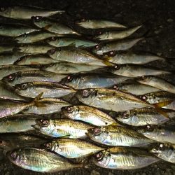 市内湾奥アジング