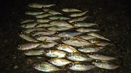 市内湾奥アジング