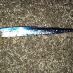 ワインドで太刀魚入れ食い！