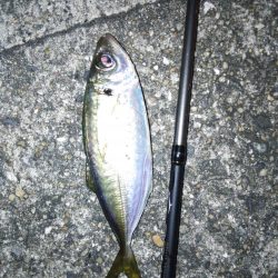 北公園アジング．．．の外道