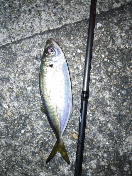 北公園アジング．．．の外道