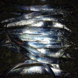 太刀魚ワインドで爆釣！