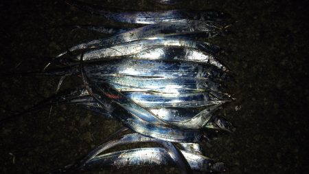 太刀魚ワインドで爆釣！