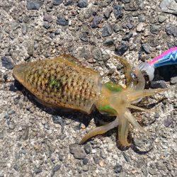 爆風の中エギング