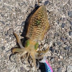 爆風の中エギング