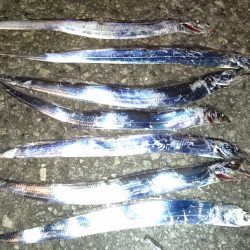 連日太刀魚絶好調！