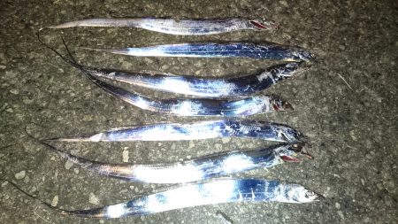 連日太刀魚絶好調！