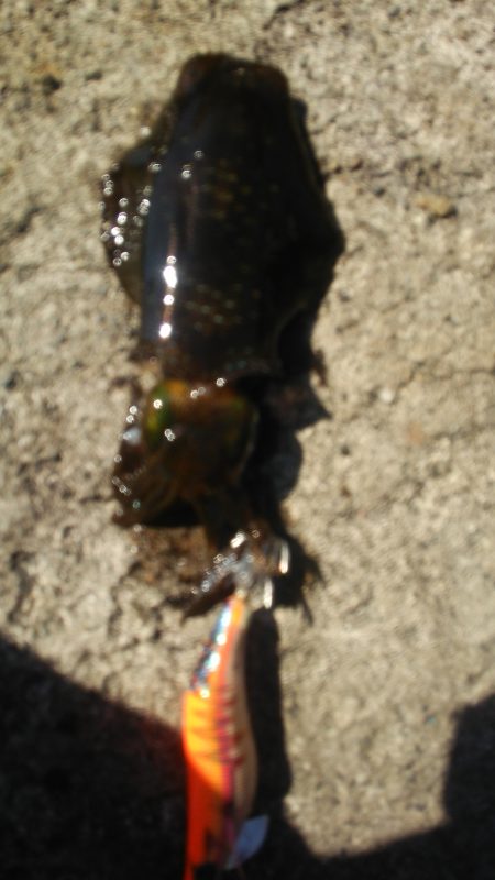 今日は休みか？