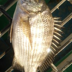 アジの活性は高かったが…