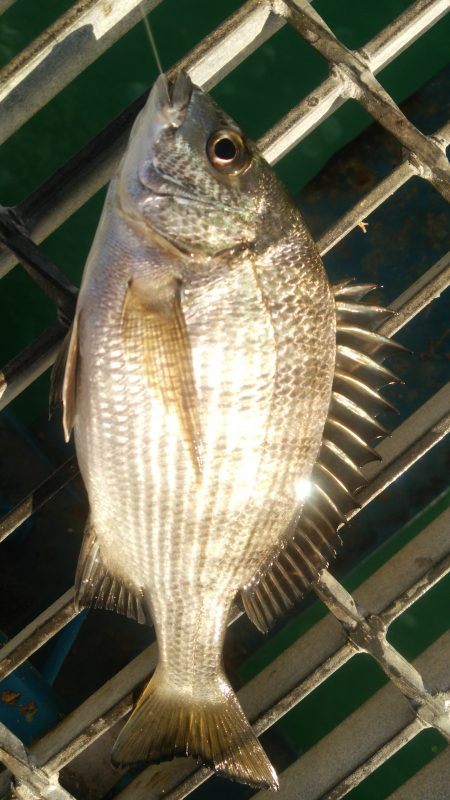 アジの活性は高かったが…