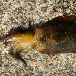 やっぱエサが強いか