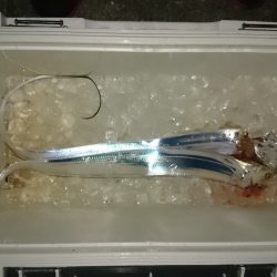 舞洲タチウオサーべリング