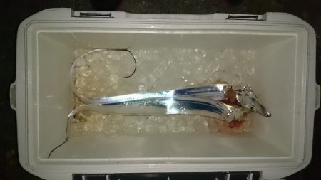 舞洲タチウオサーべリング