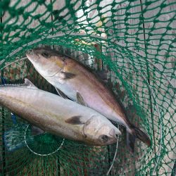 海上釣り堀岬、またまた挑戦！