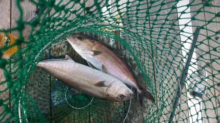 海上釣り堀岬、またまた挑戦！