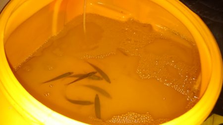 海上釣り堀活エサ確保が使命、ってことでサビキ釣り♪食コン