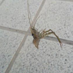 息子とテナガエビ釣り